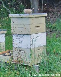  Swarm leaving colony; photo by Lawrence John Connor
